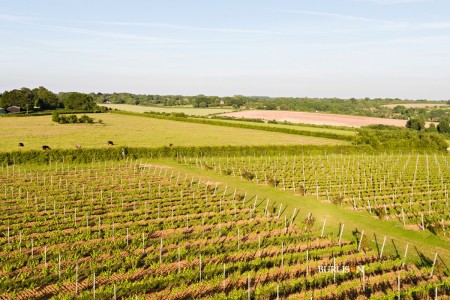Hattingley Valley Wines